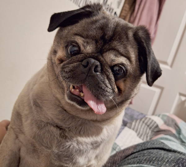 Mojo