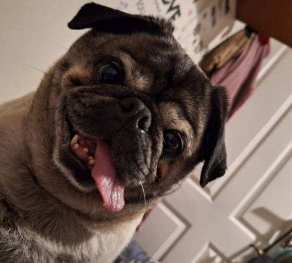 Mojo