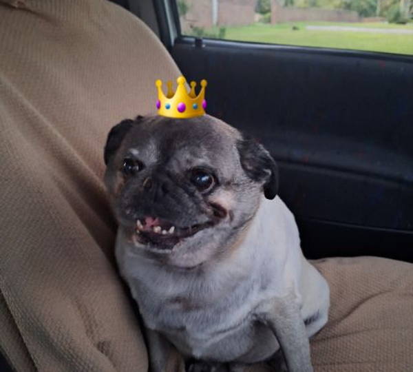 Mojo