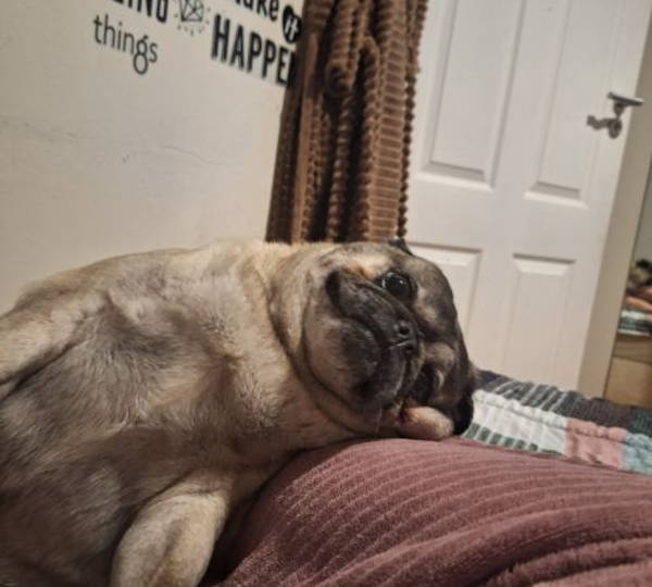 Mojo