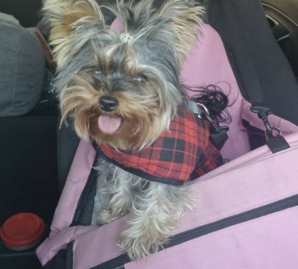 Gracie