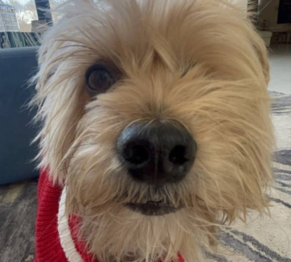 Toby