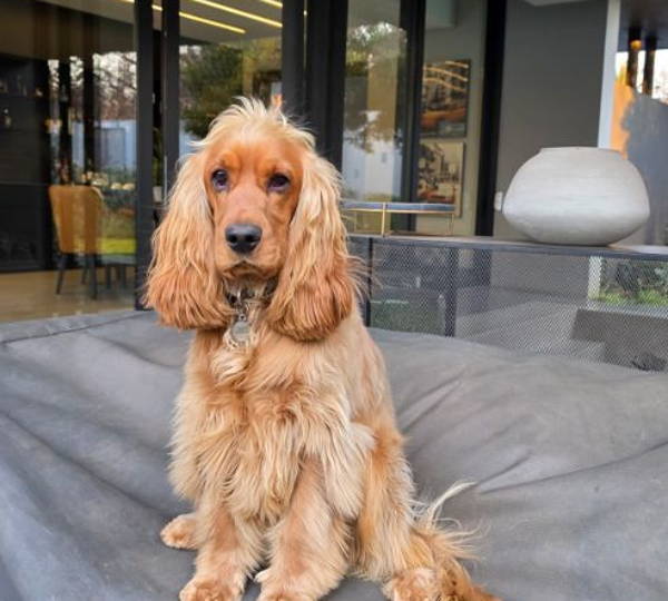 Biscuit