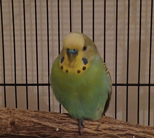 Goober
