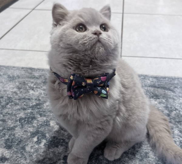 Simba