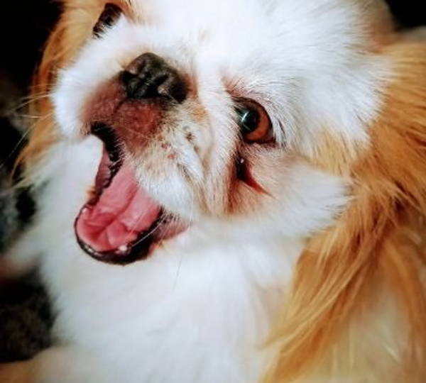 Yoda