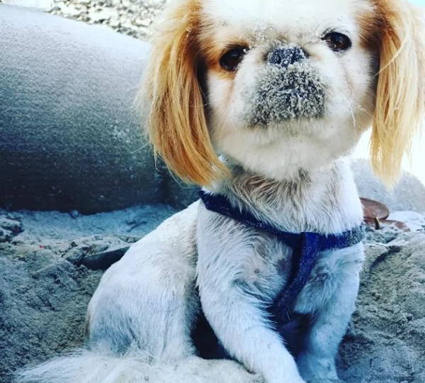 Yoda