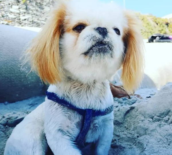 Yoda