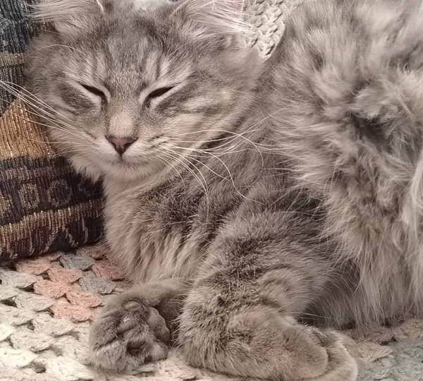 Mixie-Muis