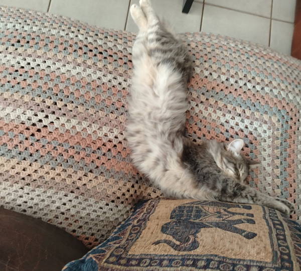 Mixie-Muis