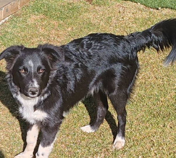 Collie