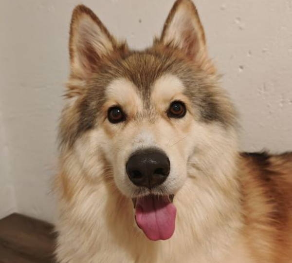 Koda