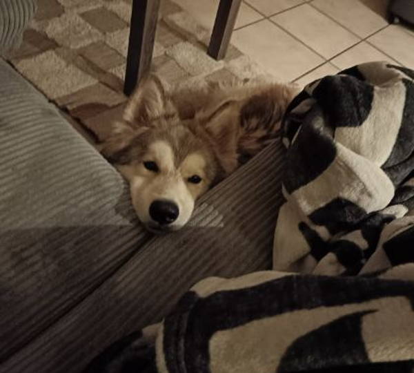 Koda