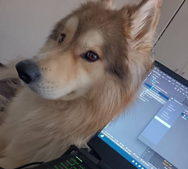 Koda