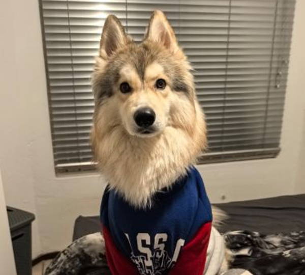 Koda