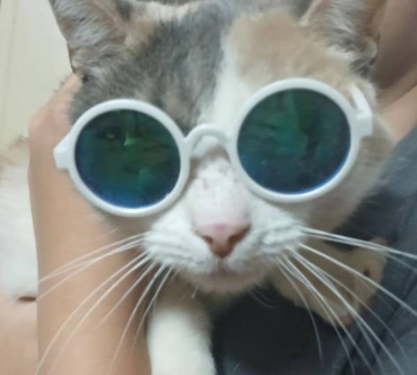 Miemsie