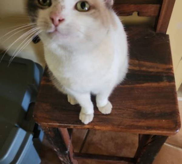 Miemsie