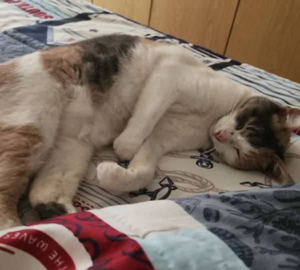 Miemsie