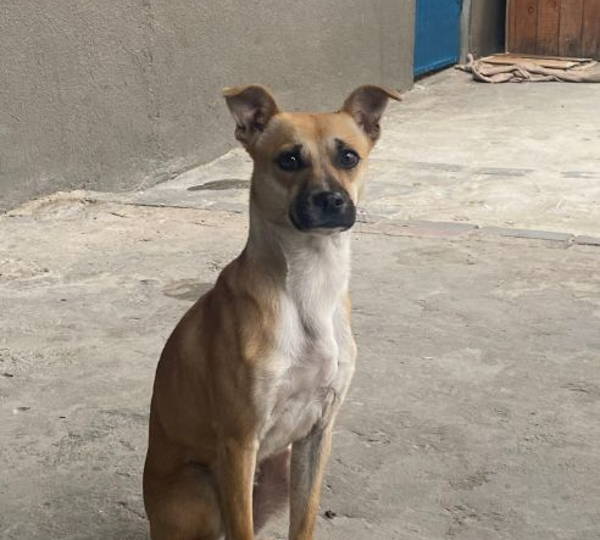 Mya
