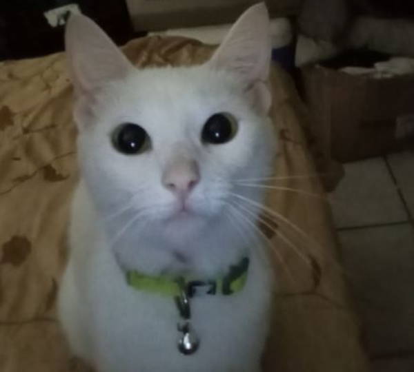 Bella