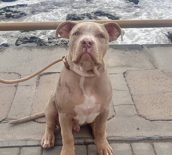 Teddy