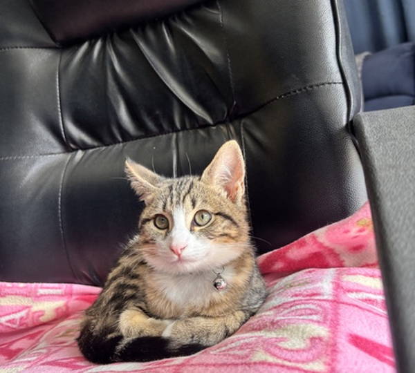 Loki