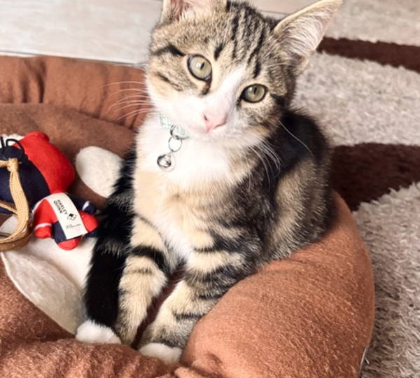 Loki