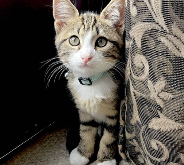Loki
