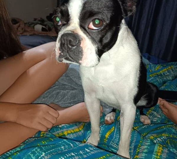 Maya