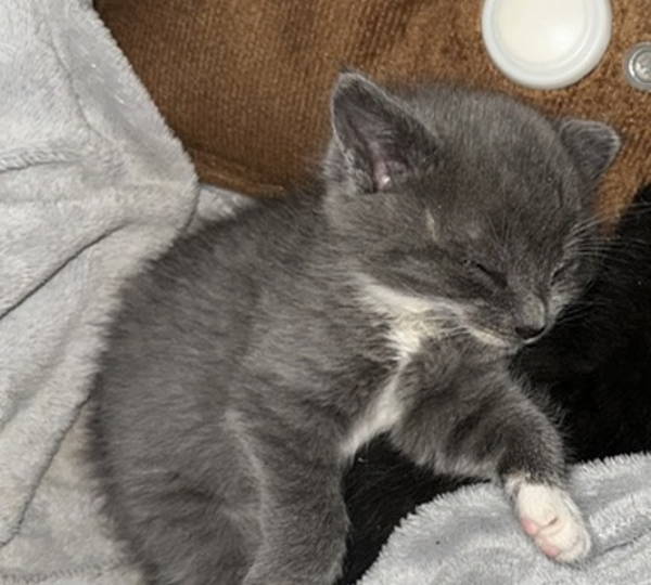 Cuddled