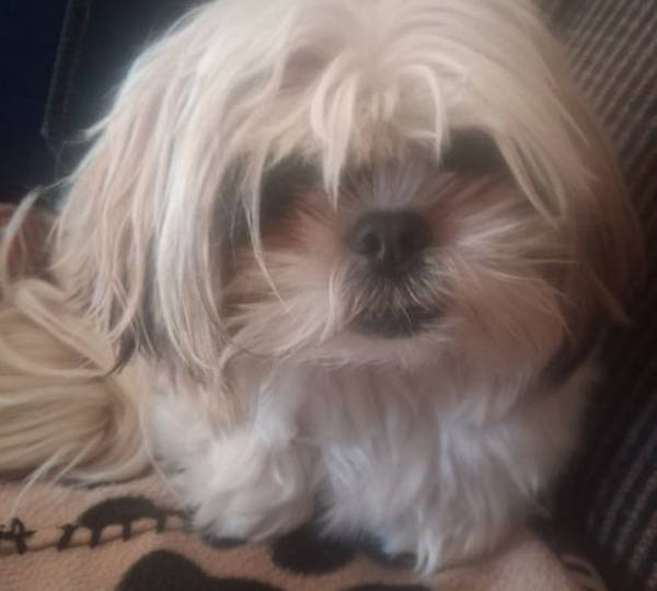 Peanut