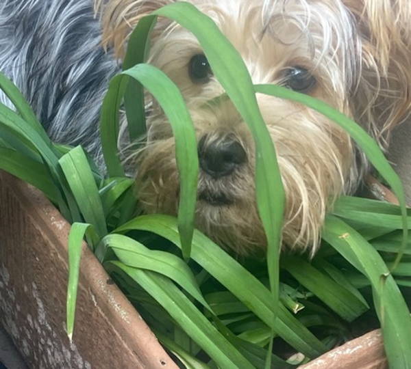 Coco