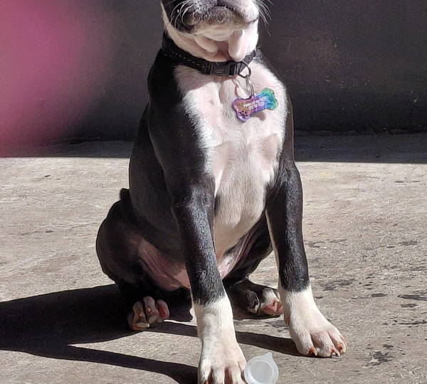 Ozzy