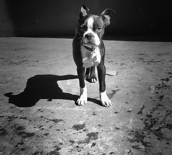 Ozzy