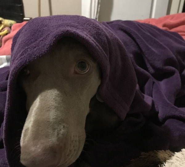 Jar-Jar-Binks