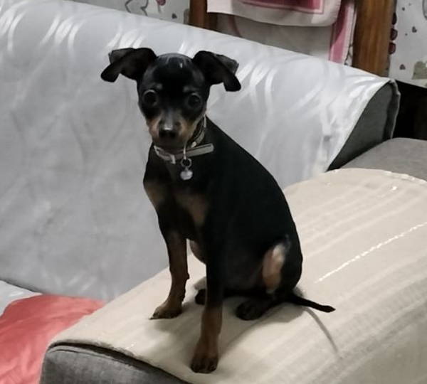 Peanut