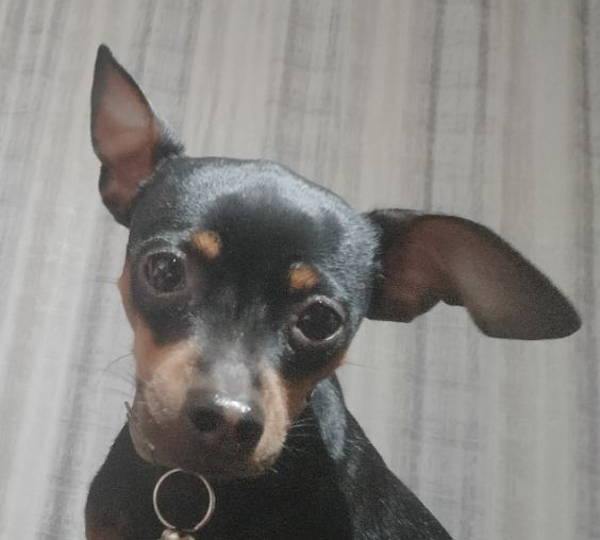 Peanut