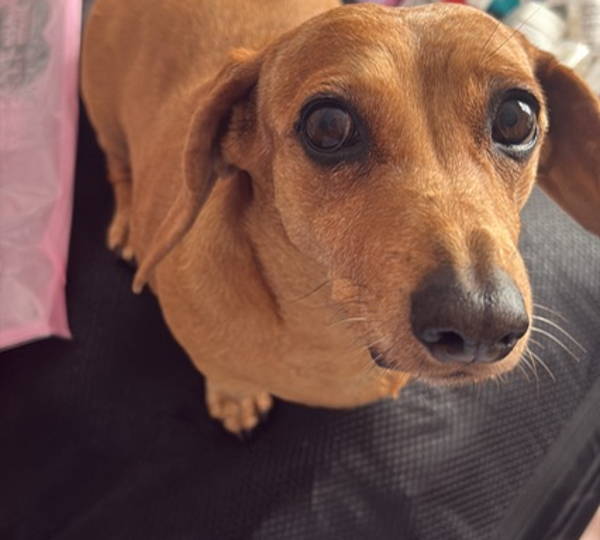 Suzi