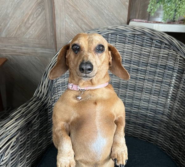 Suzi