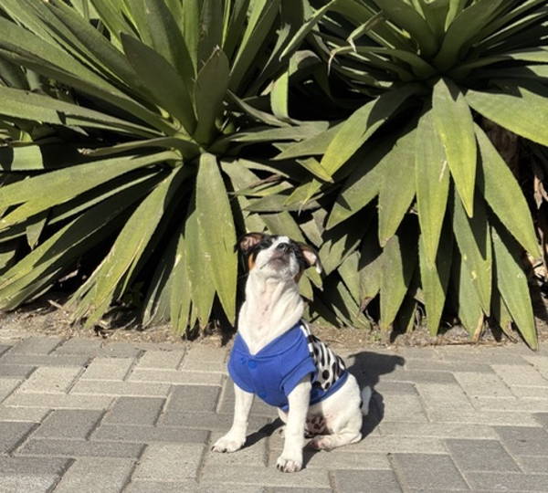Zuko