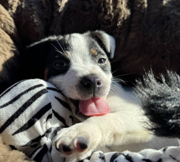 Zuko