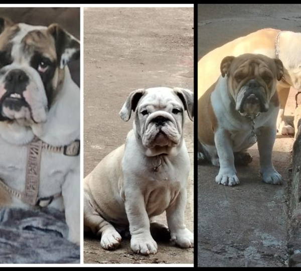 Ragnar, Zeus & Pelooy