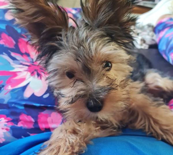 Dirkie