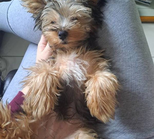 Dirkie