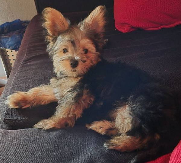 Dirkie
