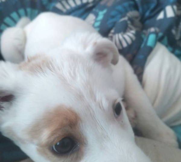Levi