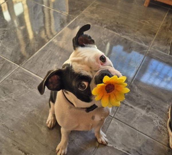 Lilo