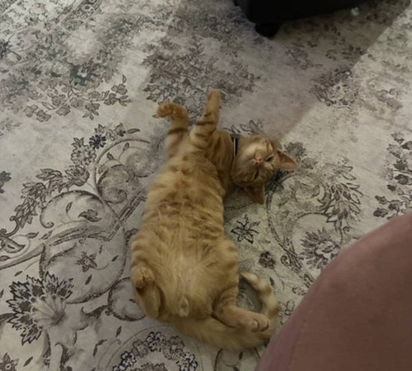 Cooper