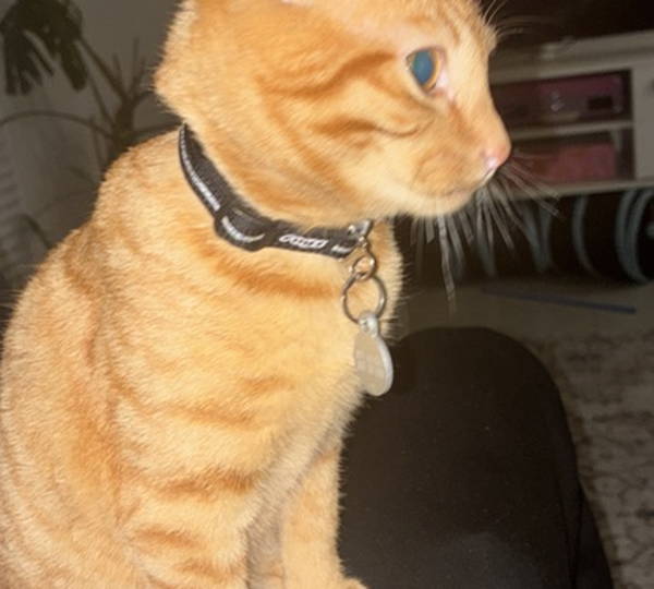 Cooper