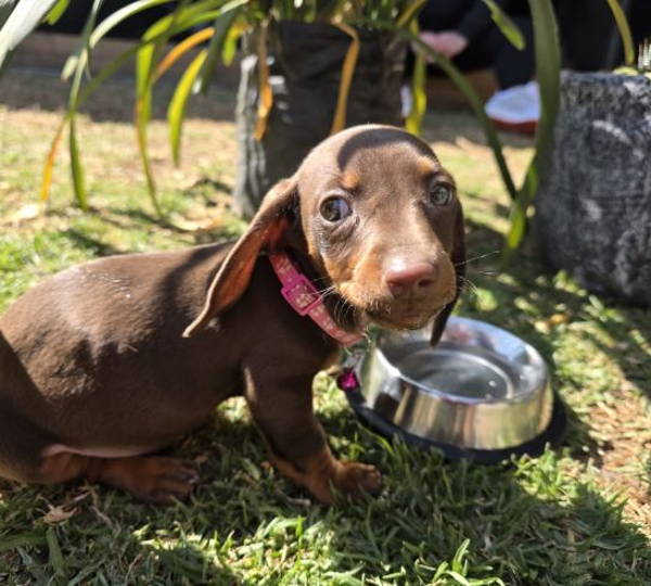 Coco
